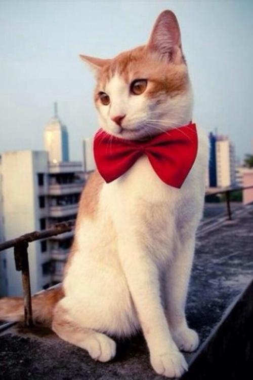 й½ϳƫ ȫůorȫ䣿